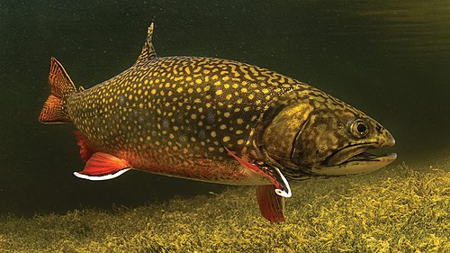 Brook Trout