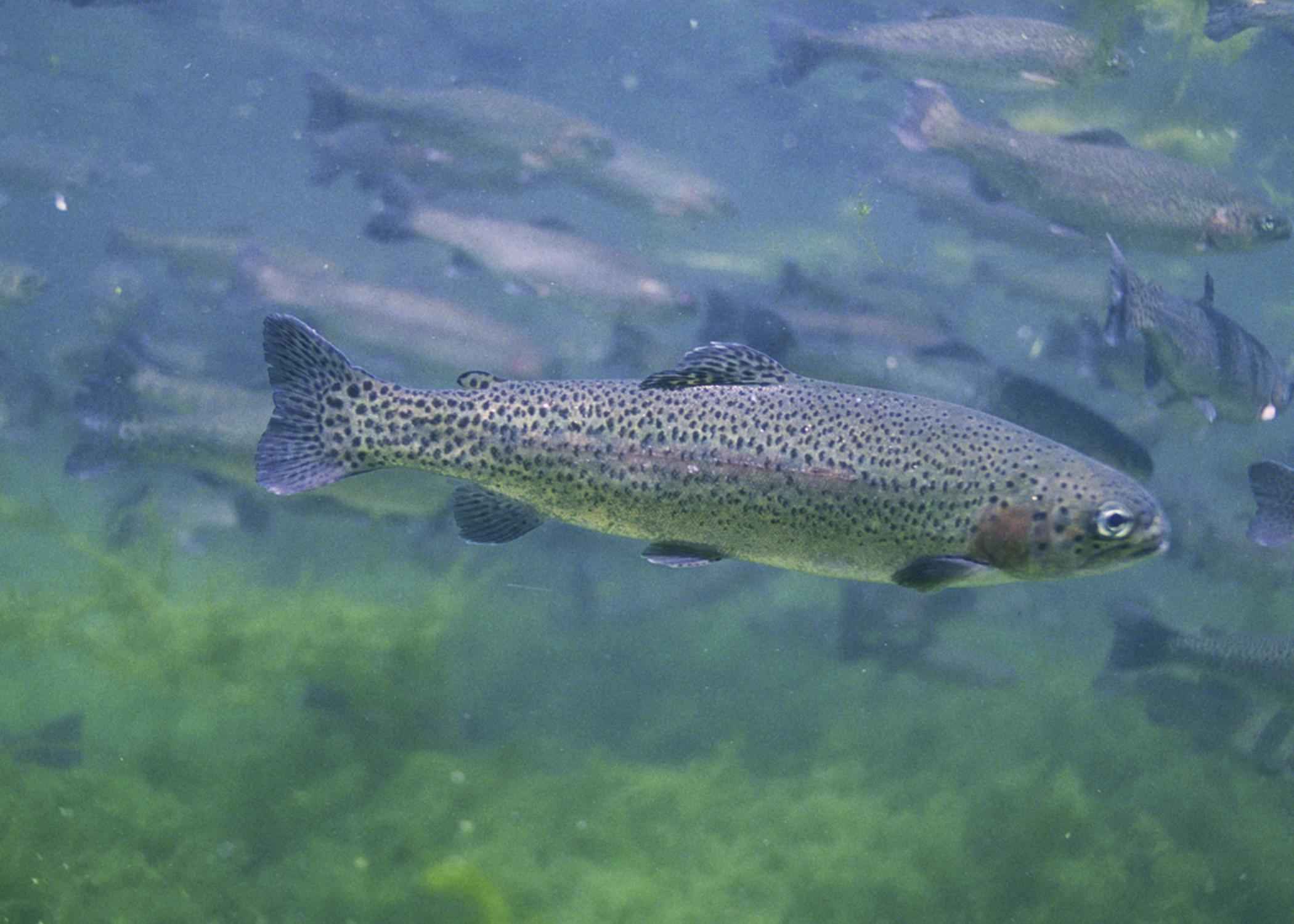 Brown Trout
