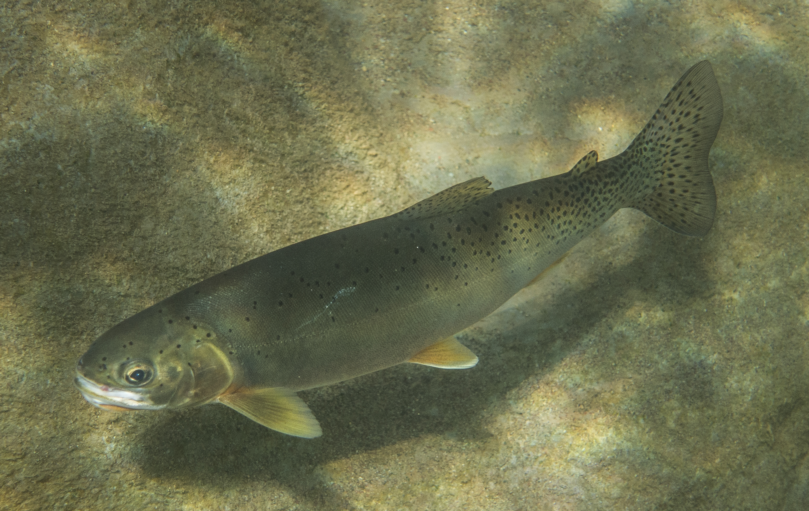 Cutthroat Trout