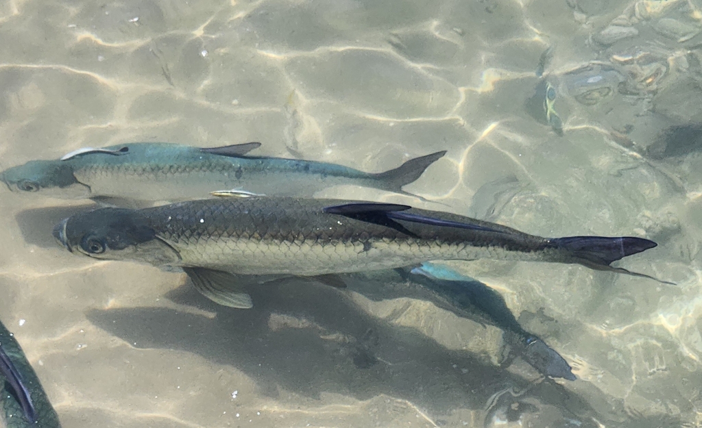 Tarpon