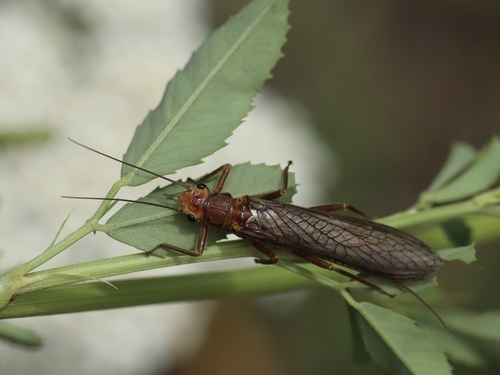 Golden Stonefly