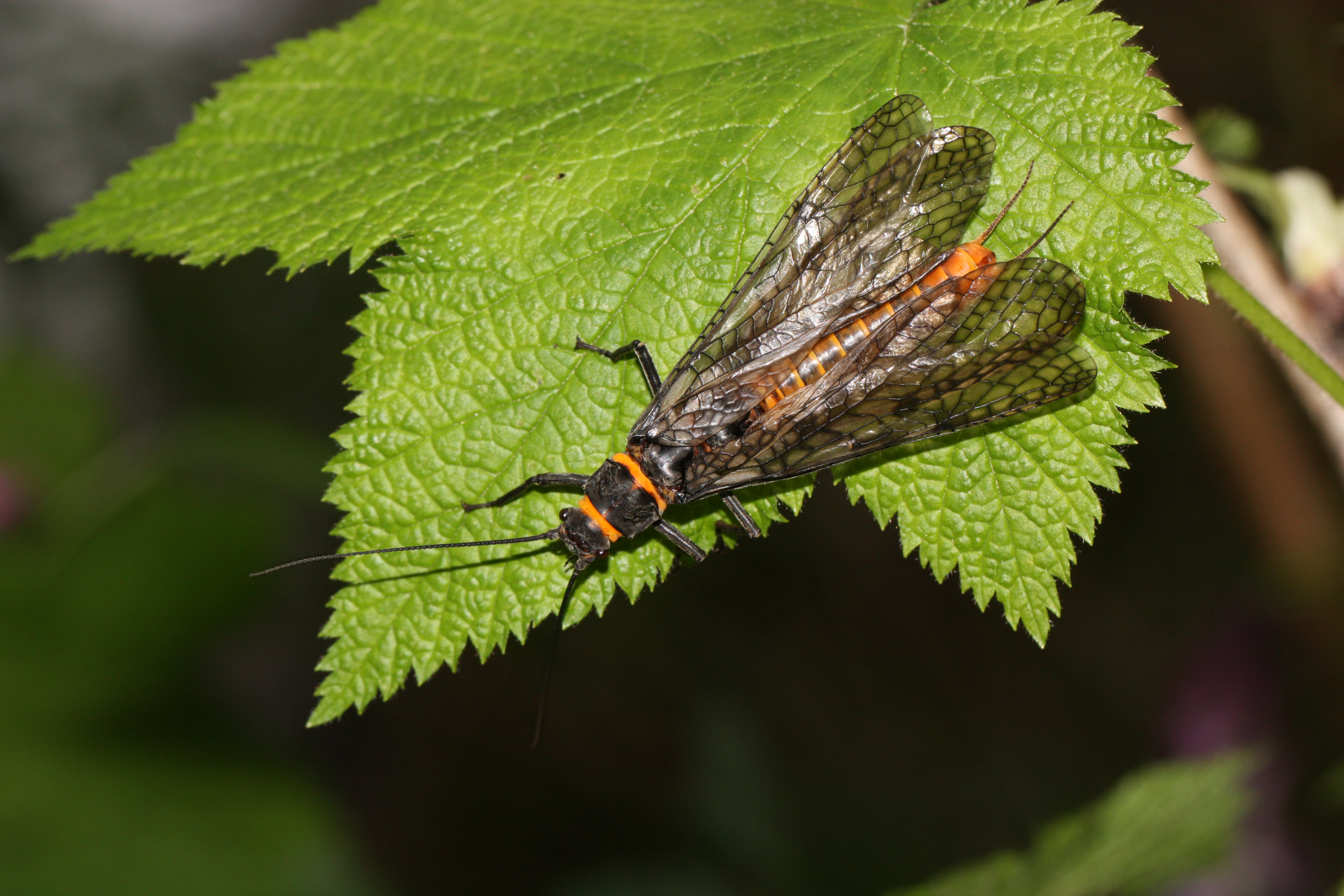 Salmonfly